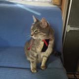 Picture of cat lost at Beynat