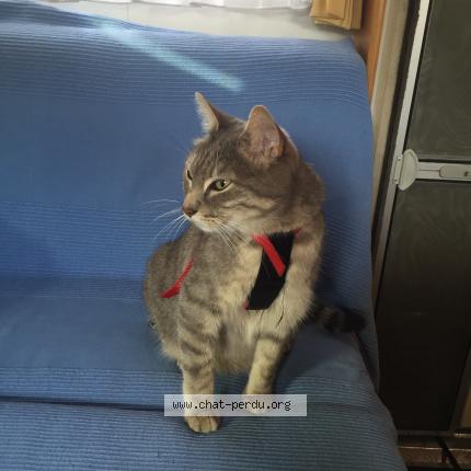 Photo 1/1 Elou Chat lost in Beynat