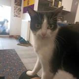 Picture of cat lost at Perpezac Le Noir