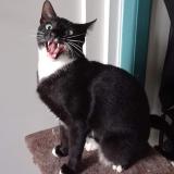 Picture of cat lost at Val De Reuil