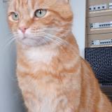 Picture of cat lost at Normanville
