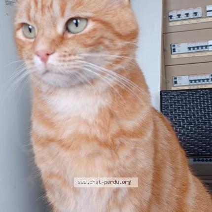 Photo 1/1 Cat reunited Lost in Normanville