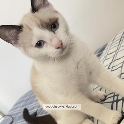 Foto 1/1 Wiedergefundene Katze Verloren in Muhlenbach
