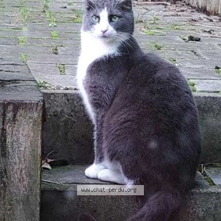 Foto 1/1 Kat teruggevonden Vermist in Watermael Boitsfort