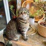 Picture of cat lost at Toulouse