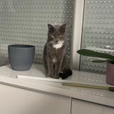 Picture of cat lost at Mions