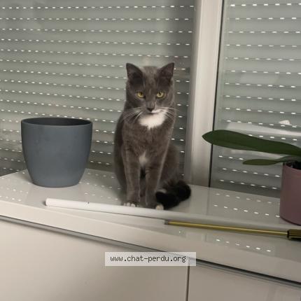 Photo 1/1 Sockette Chat lost in Mions