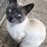 Picture of cat lost at Niort