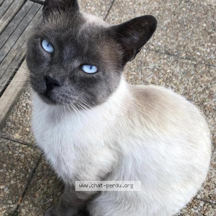 Photo 1/1 Sandro Chat lost in Niort