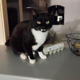 Picture of cat lost at Champcella