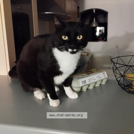 Photo 1/1 Yucca Chat lost in Champcella