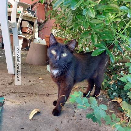 Foto 1/1 Kat teruggevonden Gevonden in Braine L Alleud