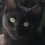 Picture of cat lost at Talmont Saint Hilaire