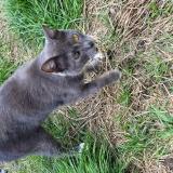 Picture of cat lost at Wiltz