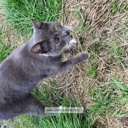 Photo 1/1 Mirosha Chat lost in Wiltz