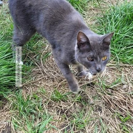 Foto 1/1 Mirosha Katze verloren in Wiltz