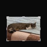 Picture of cat lost at Estouteville Ecalles