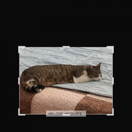 Photo 1/1 Grisette Chat lost in Estouteville ecalles