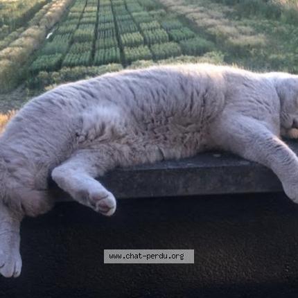 Foto 1/1 Kat teruggevonden Vermist in Lonzee