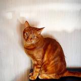 Picture of cat lost at Pleneuf