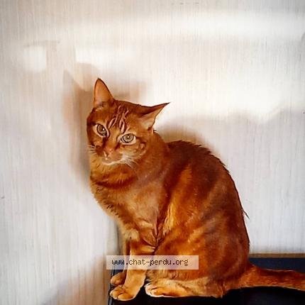 Photo 1/1 Popsy Chat lost in Pleneuf