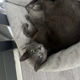 Picture of cat lost at Dourges