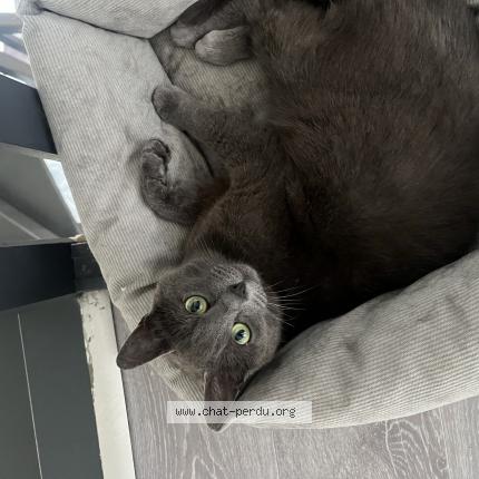 Photo 1/1 Billie Chat lost in Dourges