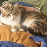 Picture of cat lost at Sanary