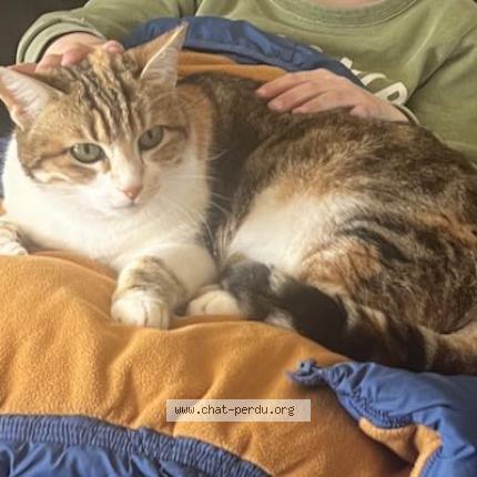 Photo 1/1 MIRZA Chat lost in Sanary