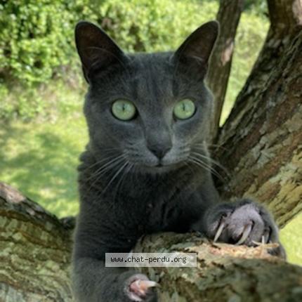 Photo 1/1 Louna Chat lost in Tresboeuf