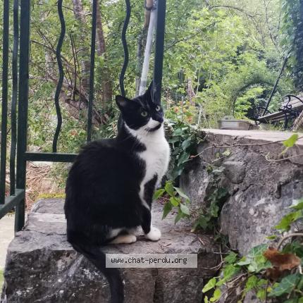 Photo 1/1 Kiko Chat lost in Route departementale 32 m2565