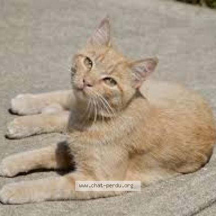 Photo 1/1 Tigrou Chat lost in Couesmes 37330