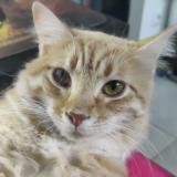 Picture of cat lost at Vedene