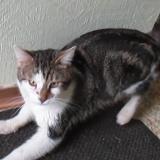 Picture of cat lost at Munster