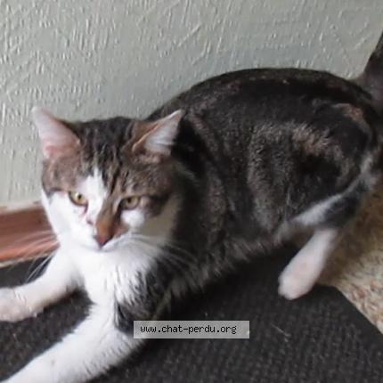 Photo 1/1 MAX Chat lost in Munster