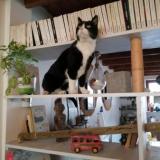 Picture of cat lost at Gardonne Nouvelle Aquitaine