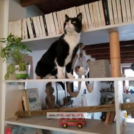 Photo 1/2 INCA Chat lost in Gardonne nouvelle aquitaine