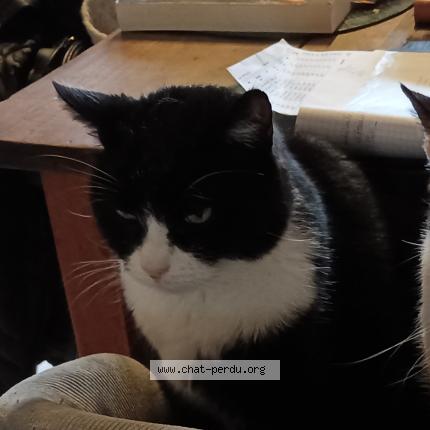 Photo 2/2 INCA Chat lost in Gardonne nouvelle aquitaine