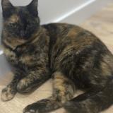 Picture of cat lost at Villenave D Ornon