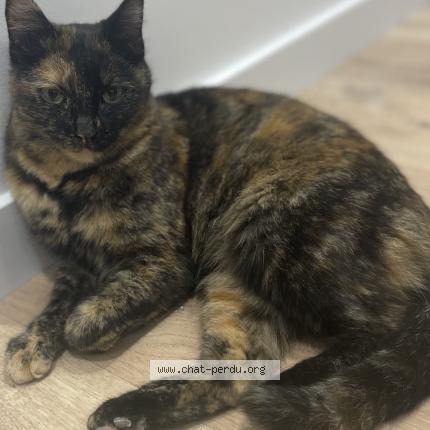 Photo 1/1 Moutarde Chat lost in Villenave d ornon