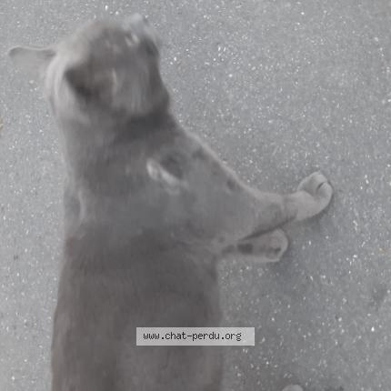 Photo 1/1 Found cat Found in Toulouse