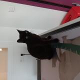 Picture of cat lost at Heuqueville