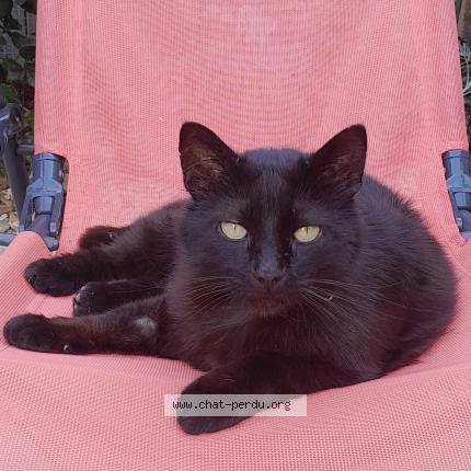 Photo 1/1 Cat reunited Lost in Baillargues