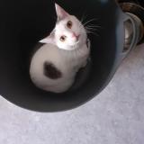 Picture of cat lost at Saumur