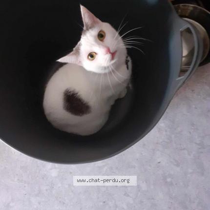 Photo 1/1 Isis Chat lost in Saumur