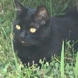 Picture of cat lost at Dax