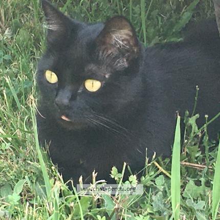 Photo 1/1 Swann Chat lost in Dax