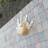 Picture of cat lost at Saint Doulchard