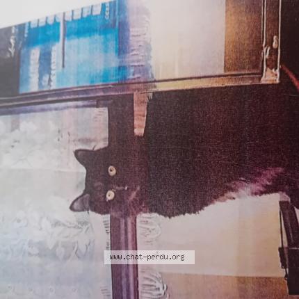 Photo 1/1 Mixi Chat lost in Paris