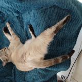 Picture of cat lost at Thonon Les Bains